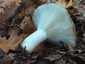 Földtoló galambgomba (Russula delica), Budai-hegység